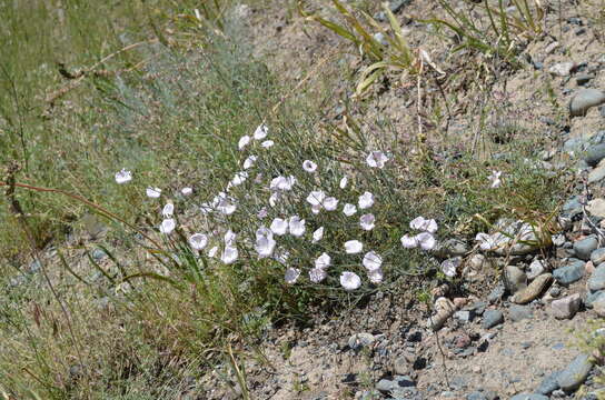 Image of Convolvulus pseudocantabrica Schrenk