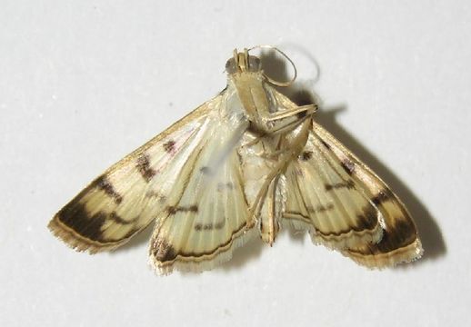 Image of Dichocrocis