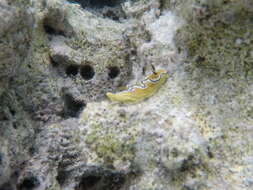 Image of Black edge white brown slug