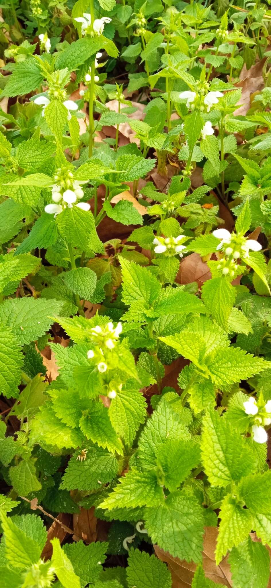 Image of Lamium flexuosum Ten.