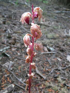 Image of Striped coralroot