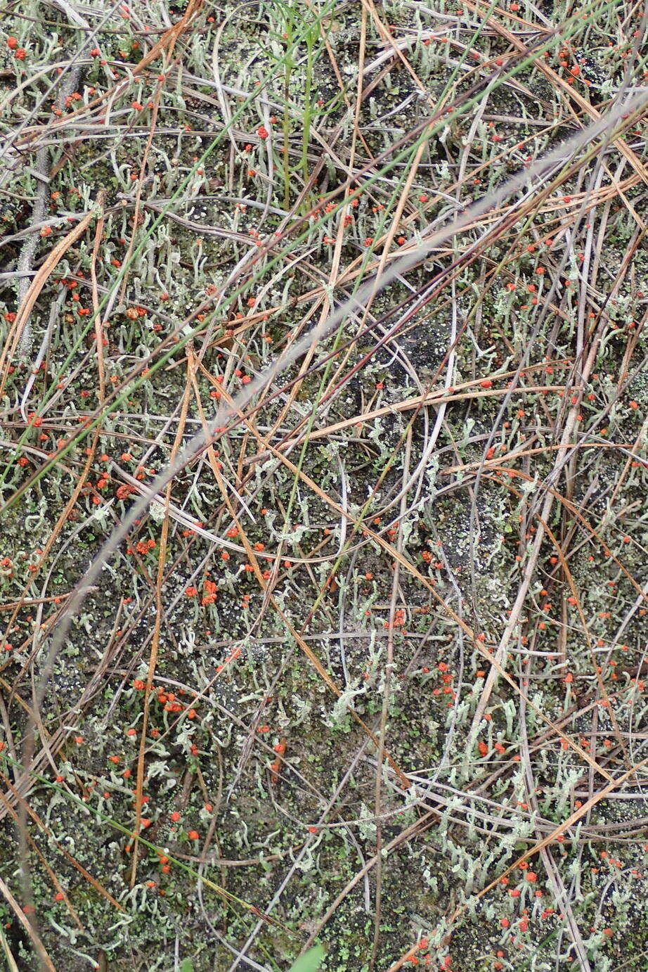 Imagem de Cladonia floerkeana (Fr.) Flörke