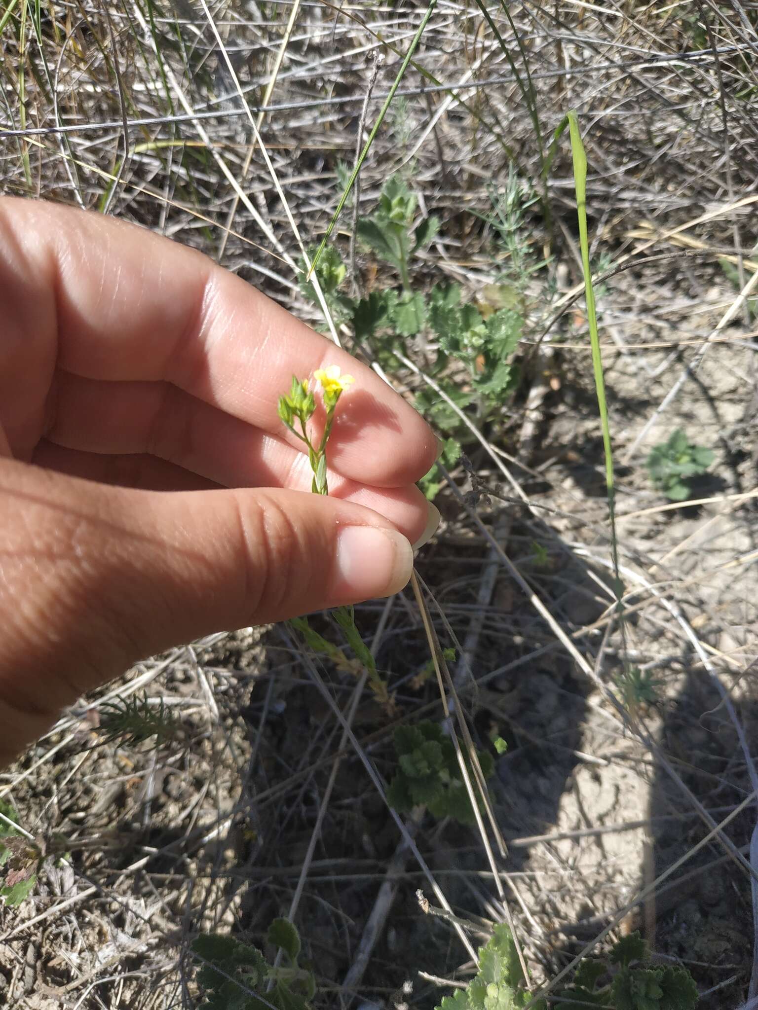 Linum corymbulosum Rchb. resmi