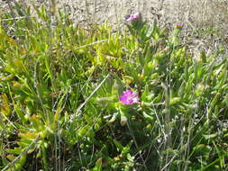 Image of Ruschia macowanii (L. Bol.) Schwant. apud Jacobsen