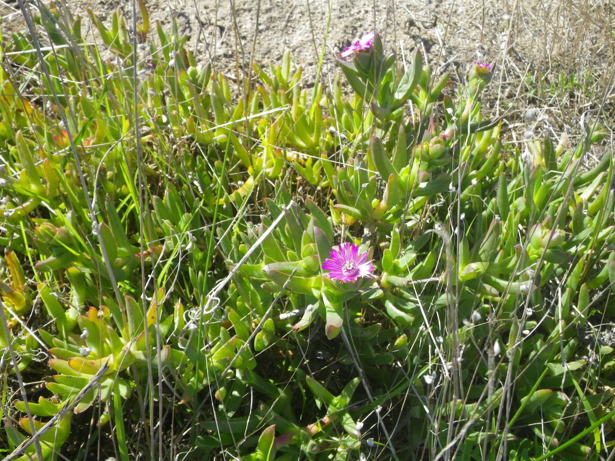 Image of Ruschia macowanii (L. Bol.) Schwant. apud Jacobsen