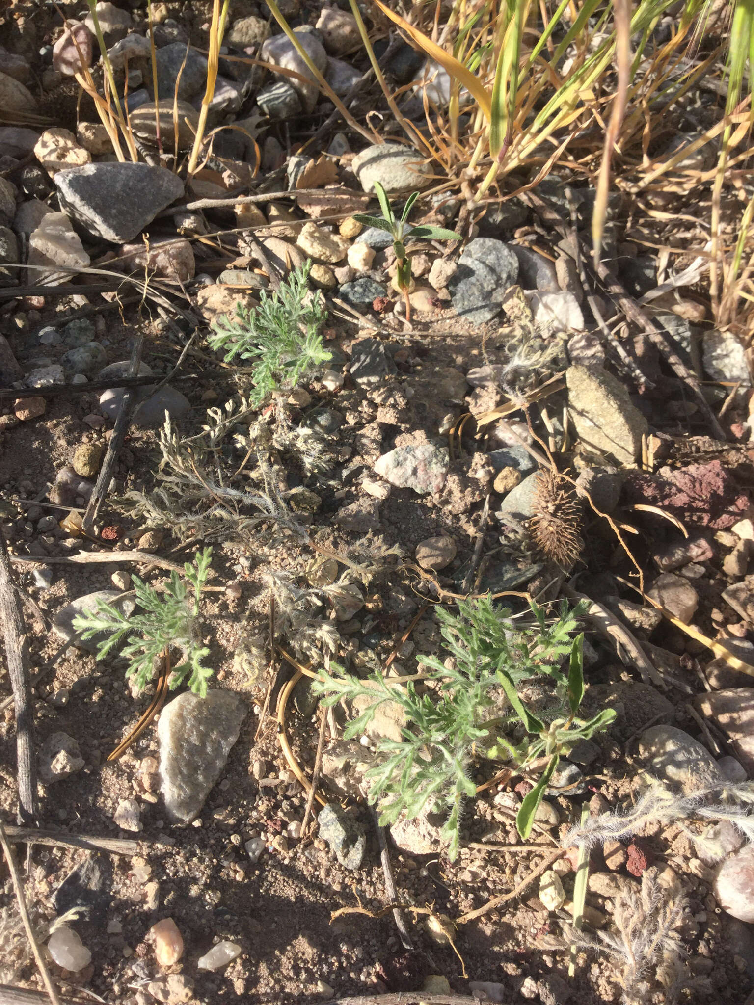 Image of skeletonleaf bur ragweed