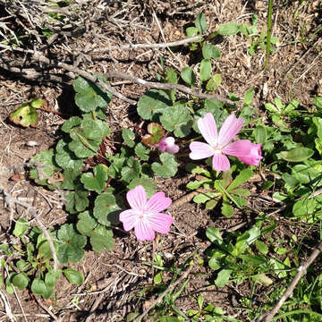 Imagem de Sidalcea malviflora subsp. malviflora