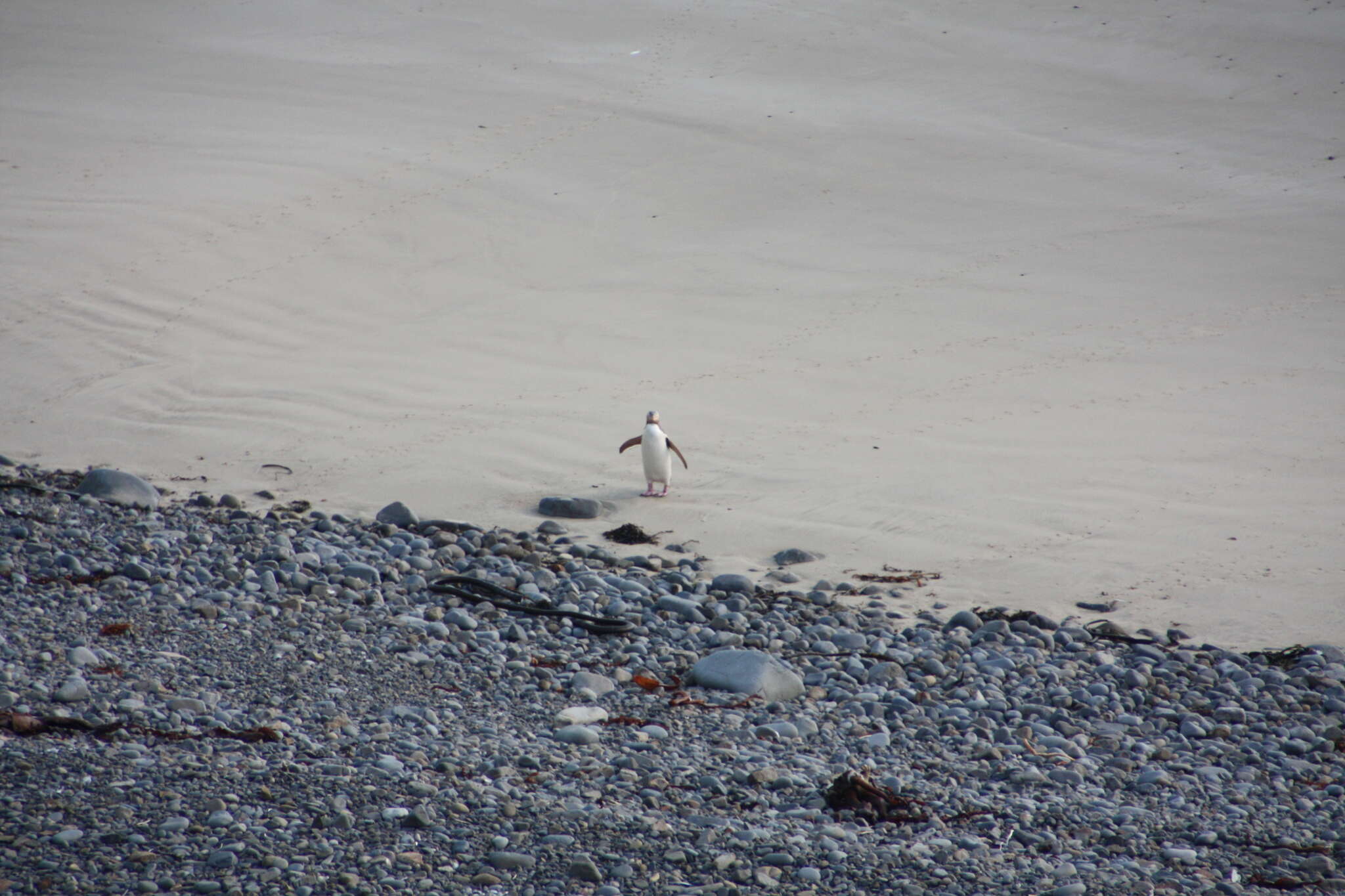 Image of Yellow-eyed Penguins