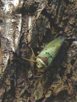 Image of Copidocephala guttata (White 1846)