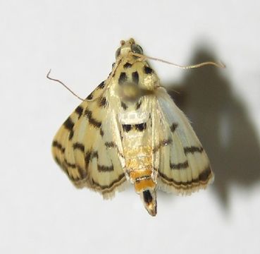 Image of Dichocrocis