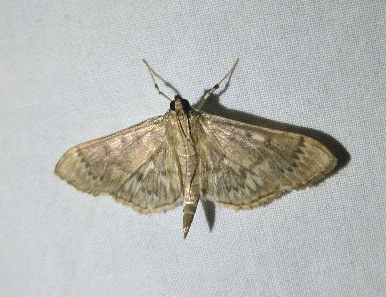 Image of Serpentine Webworm