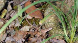 Image of Mountain grass lizard