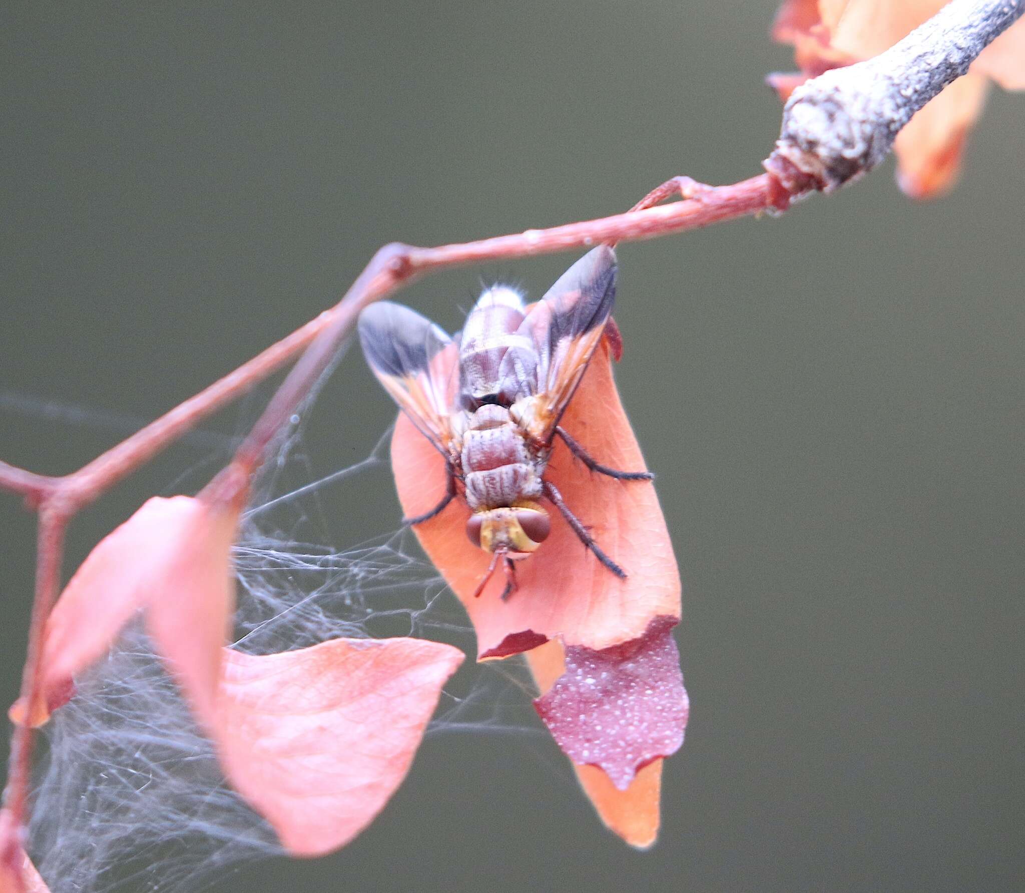 Image of Chromatophania