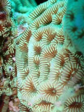 Image of Pavona coral