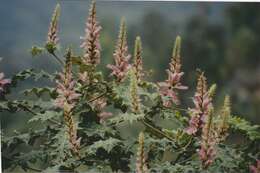 Image of Acanthus polystachyus Del.