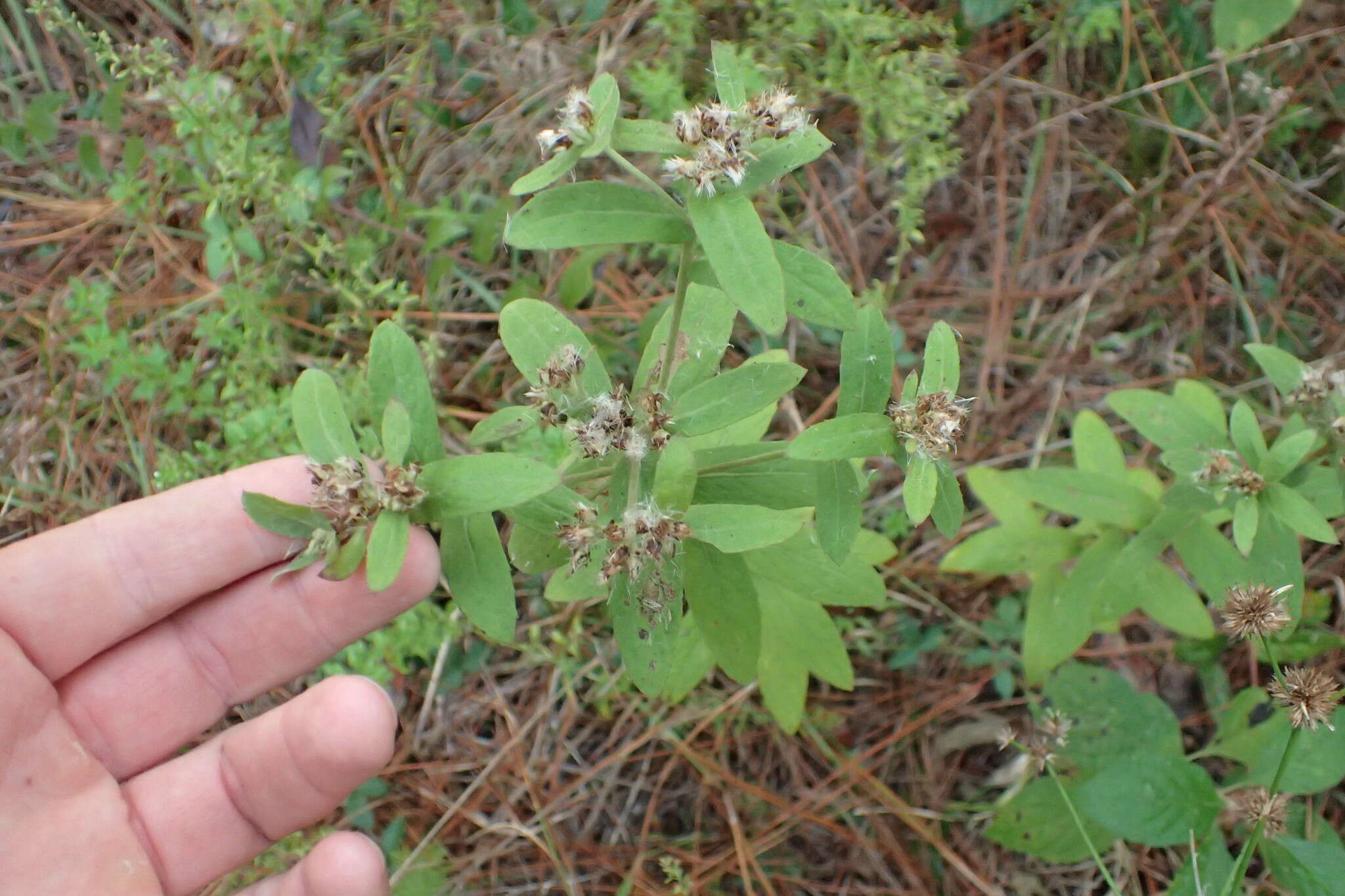 Image of March fleabane