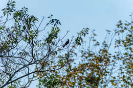 Image of Black-crested Bulbul