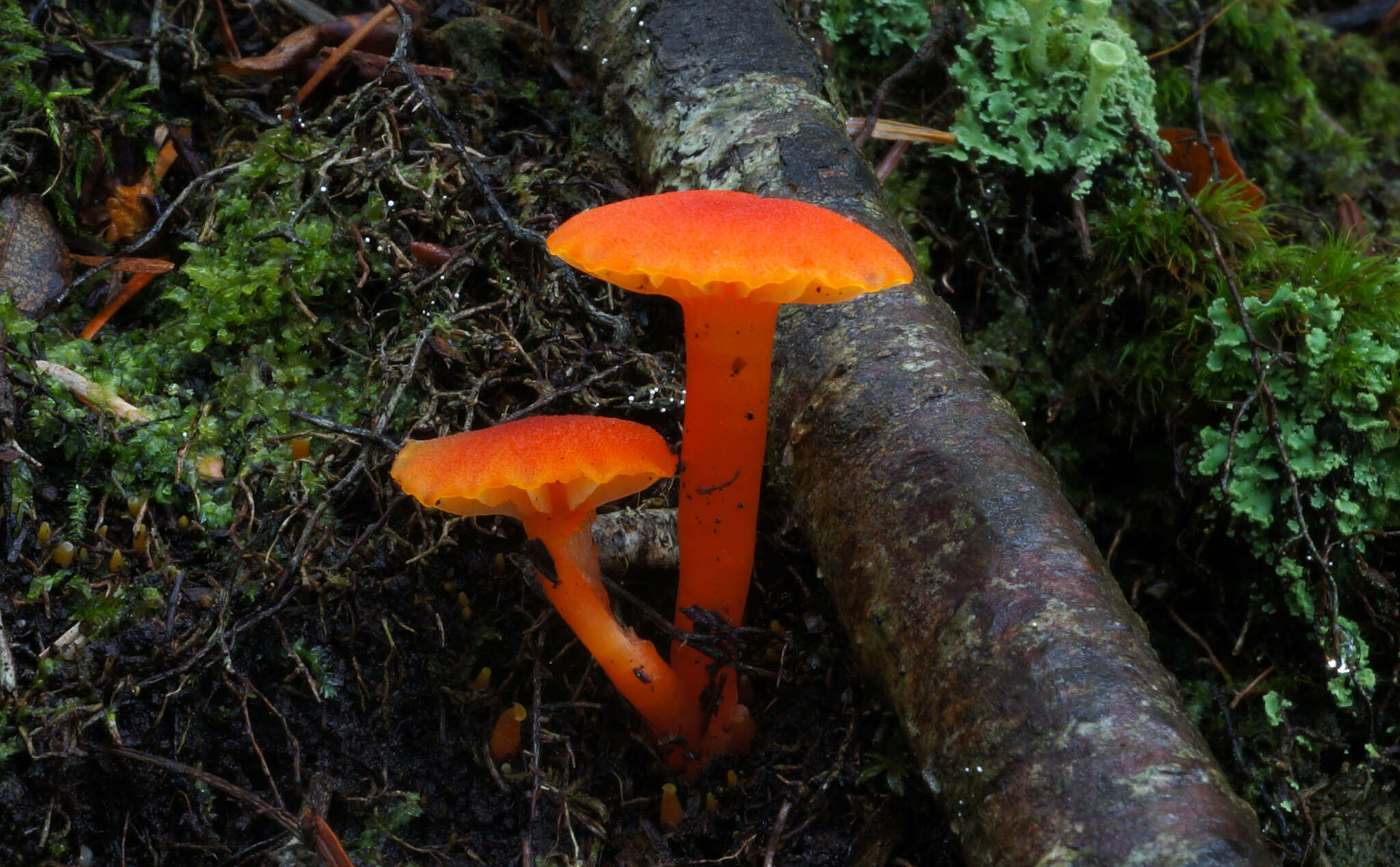 Hygrocybe squamulosa (Ellis & Everh.) Arnolds 1995 resmi