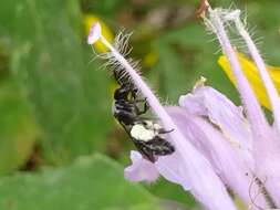 Image de Dufourea monardae (Viereck 1924)