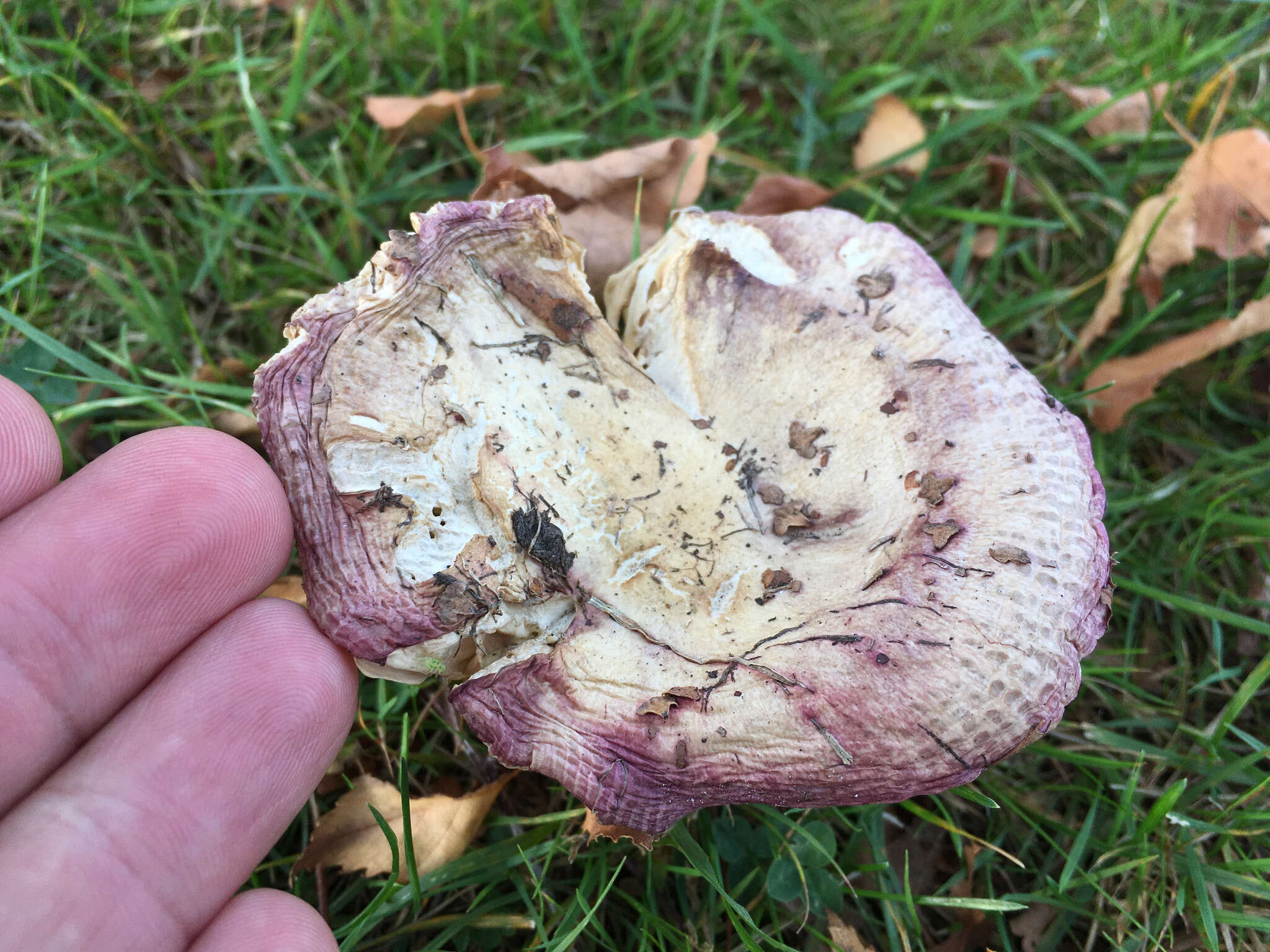 Image of Russula nitida (Pers.) Fr. 1838