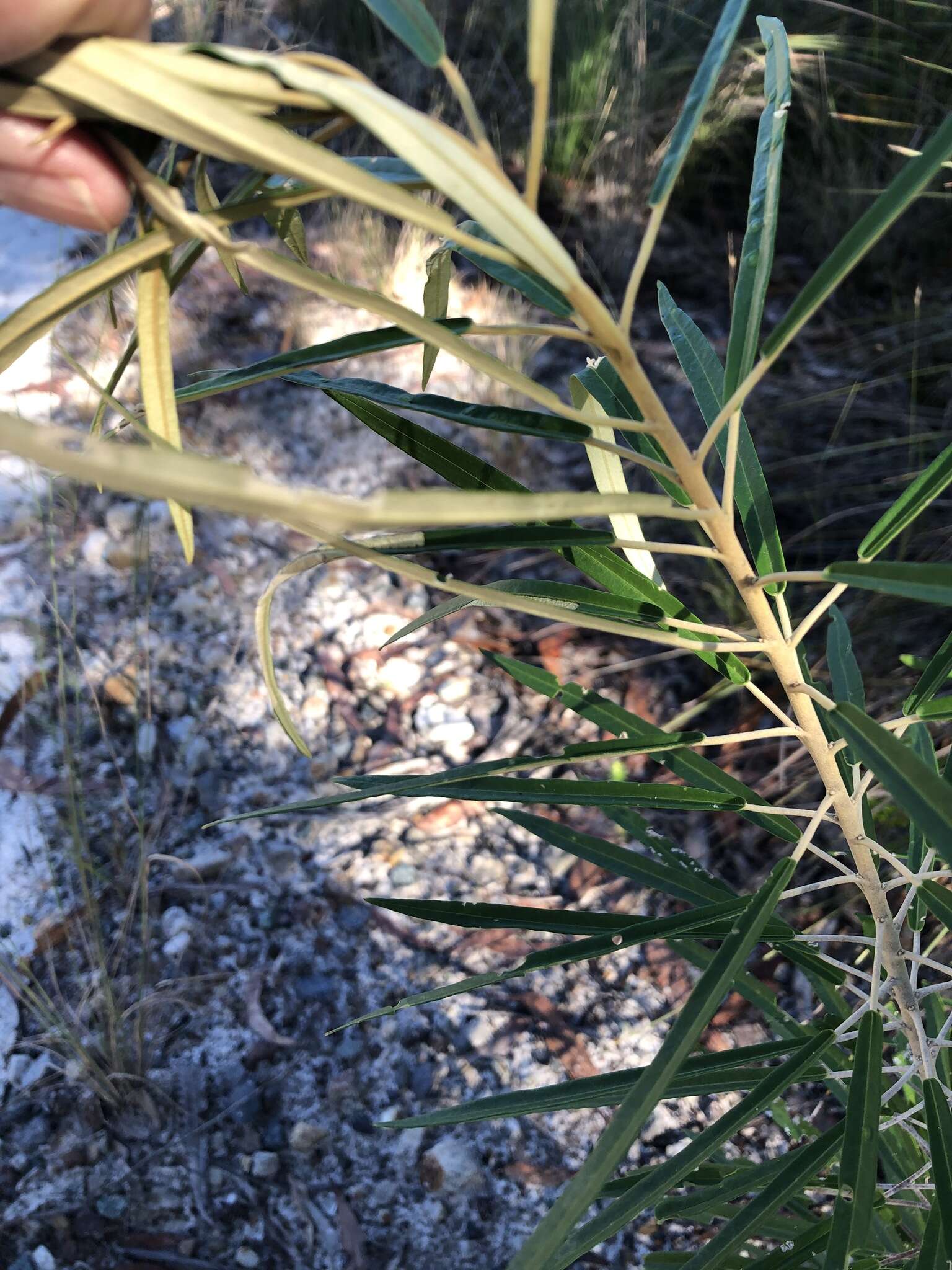 Image of Astrotricha longifolia Benth.