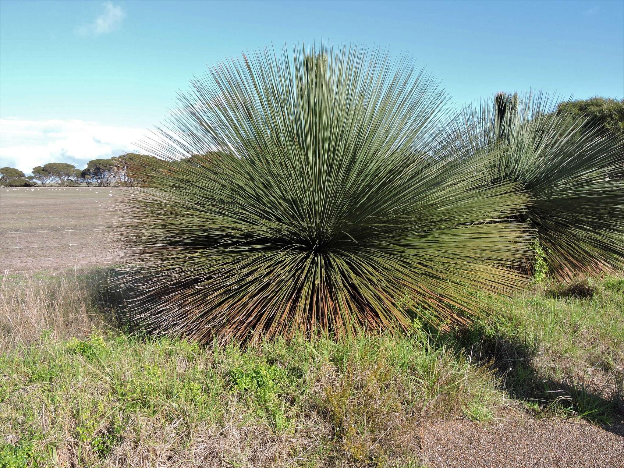 Image of Xanthorrhoea semiplana subsp. tateana (F. Muell.) D. J. Bedford