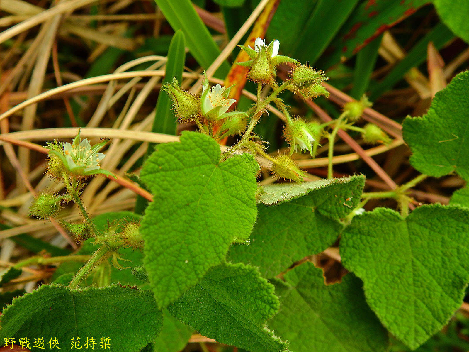 Image of Rubus amphidasys Focke