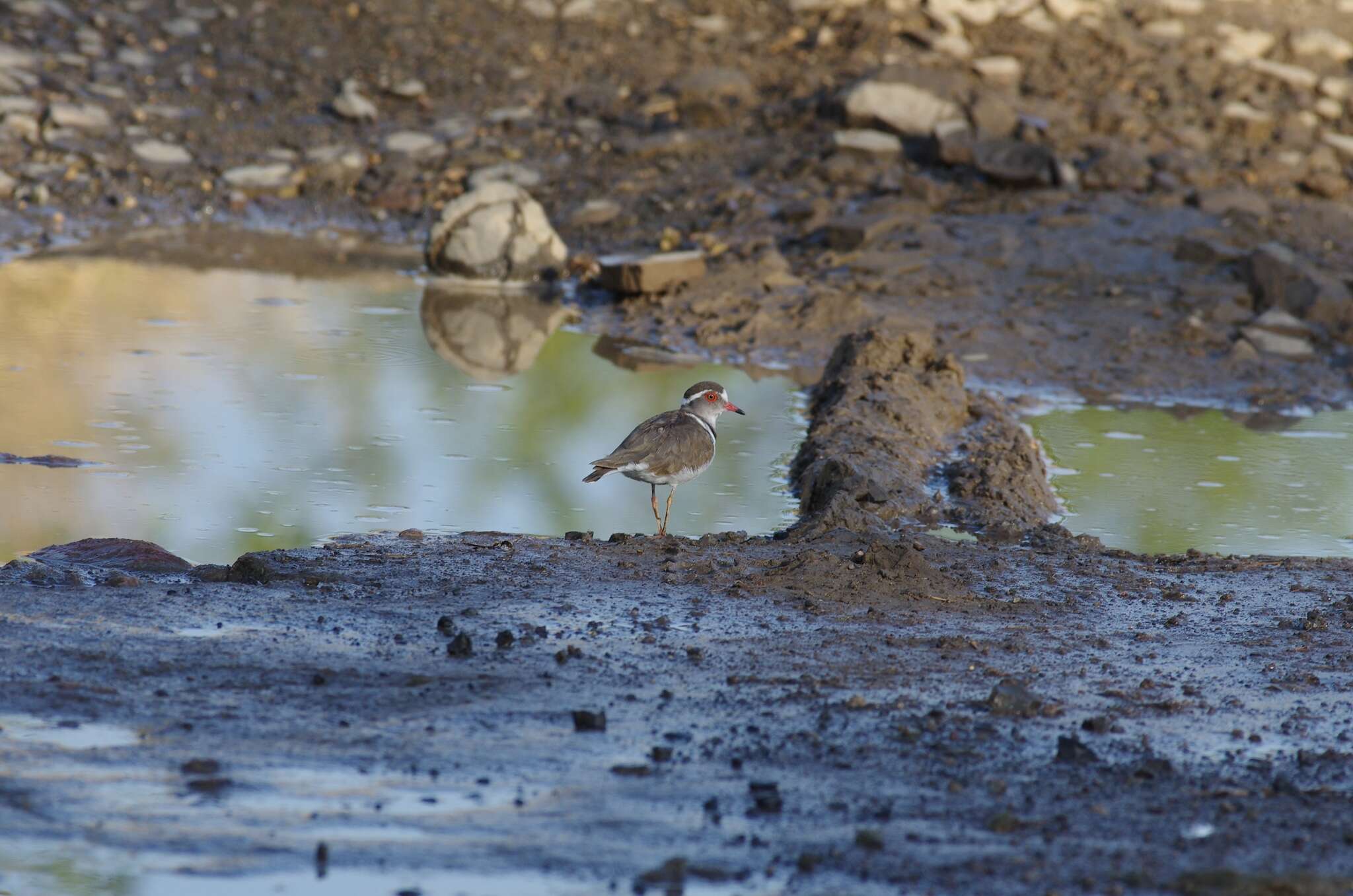 Слика од Charadrius tricollaris Vieillot 1818