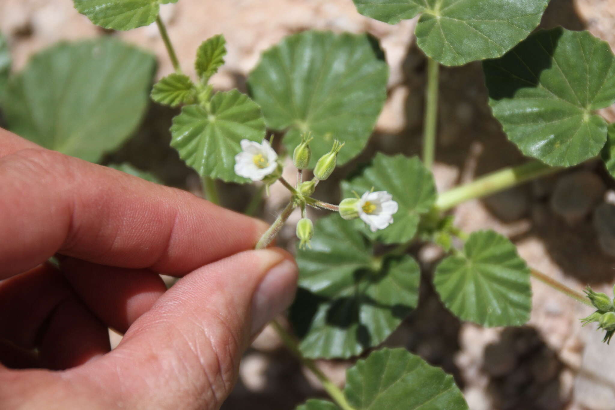 Image of Monsonia umbellata Harv.