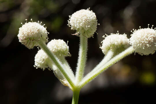 Image of Swamp Whiteheads