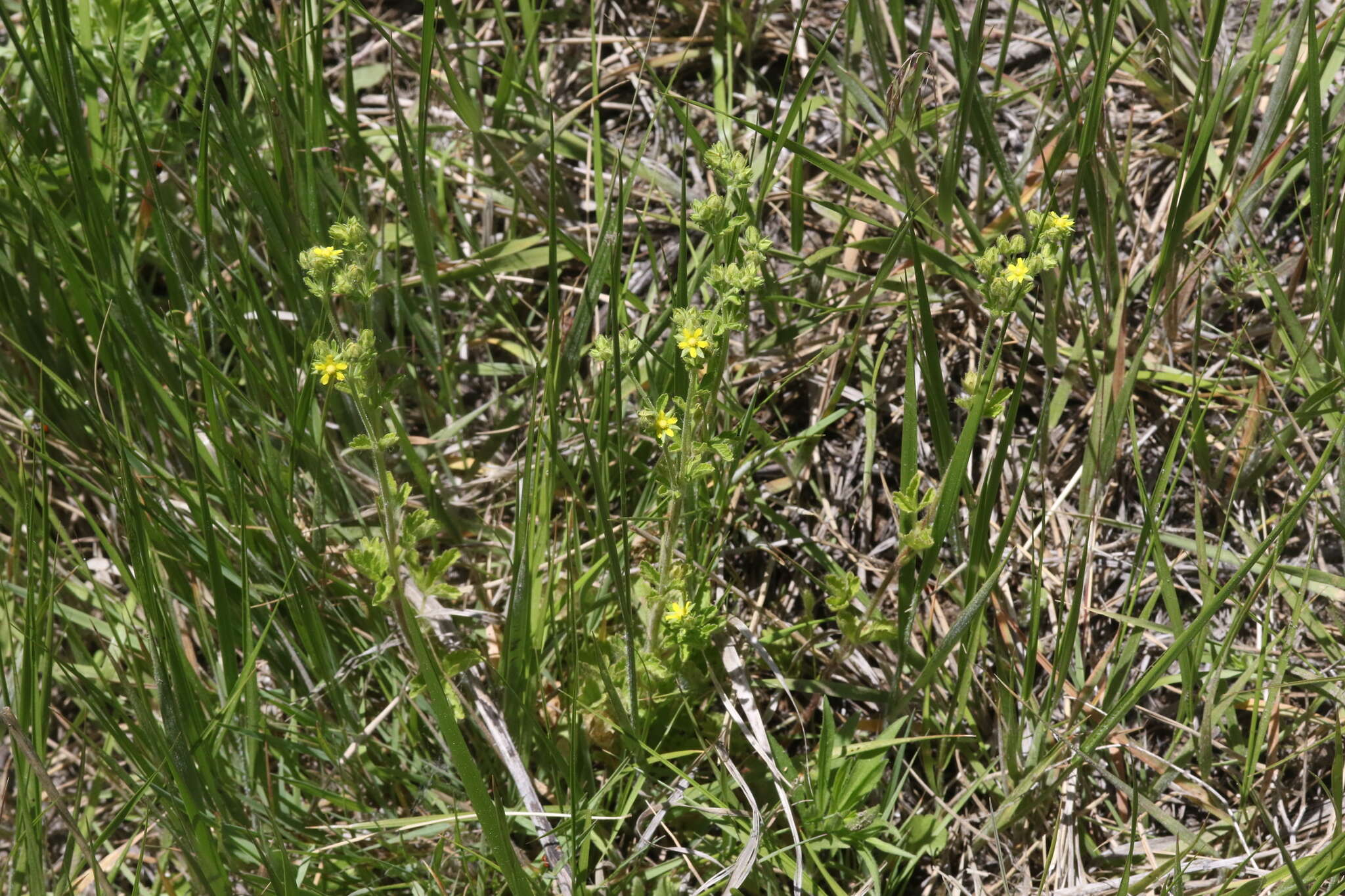 Image of biennial cinquefoil