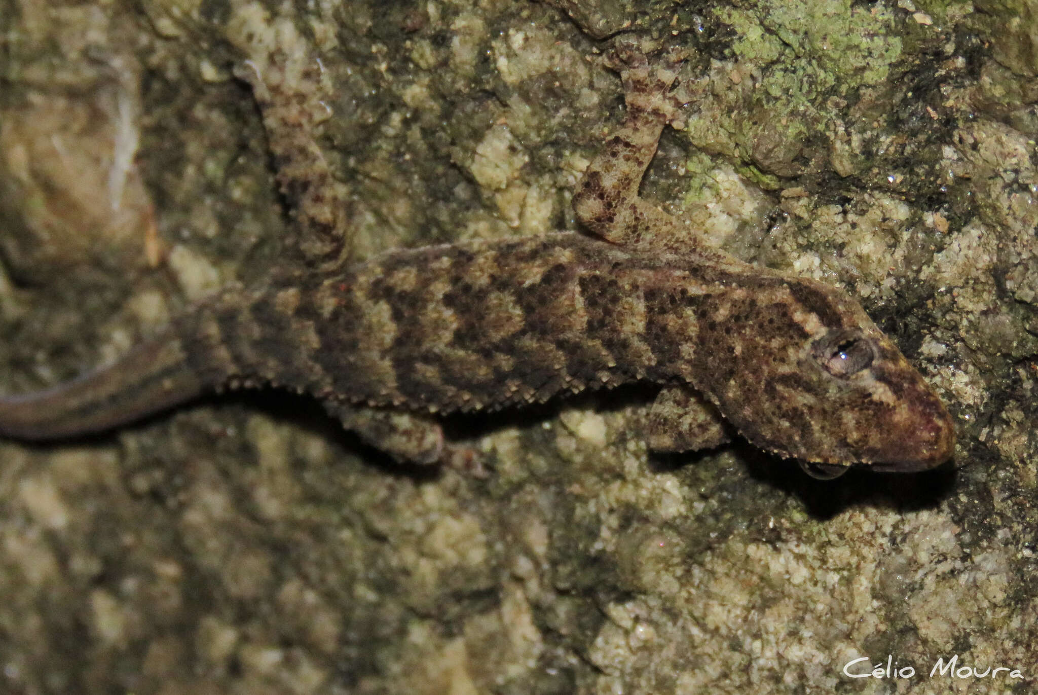 Image of Country Leaf-toed Gecko