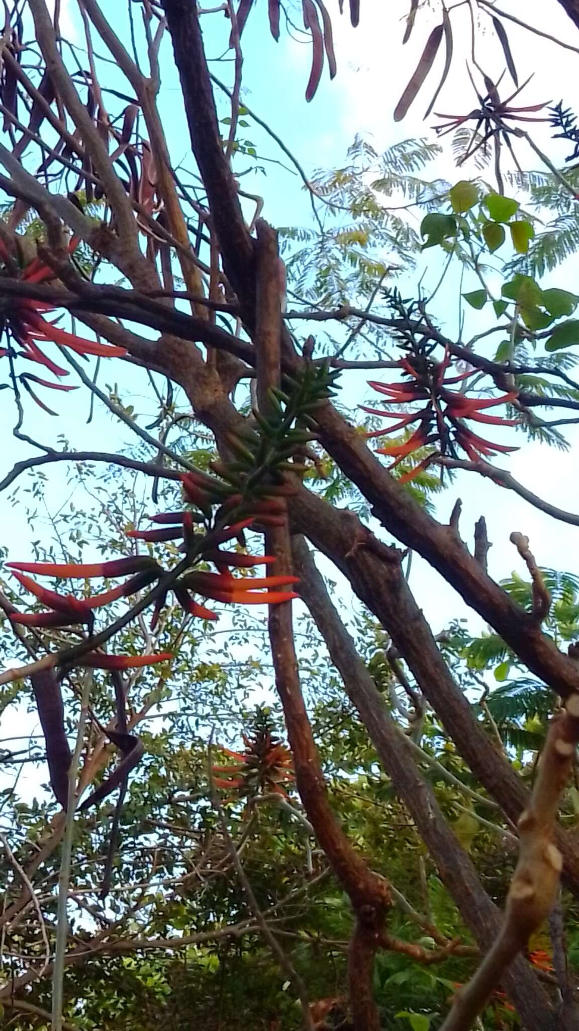 Слика од Erythrina goldmanii Standl.