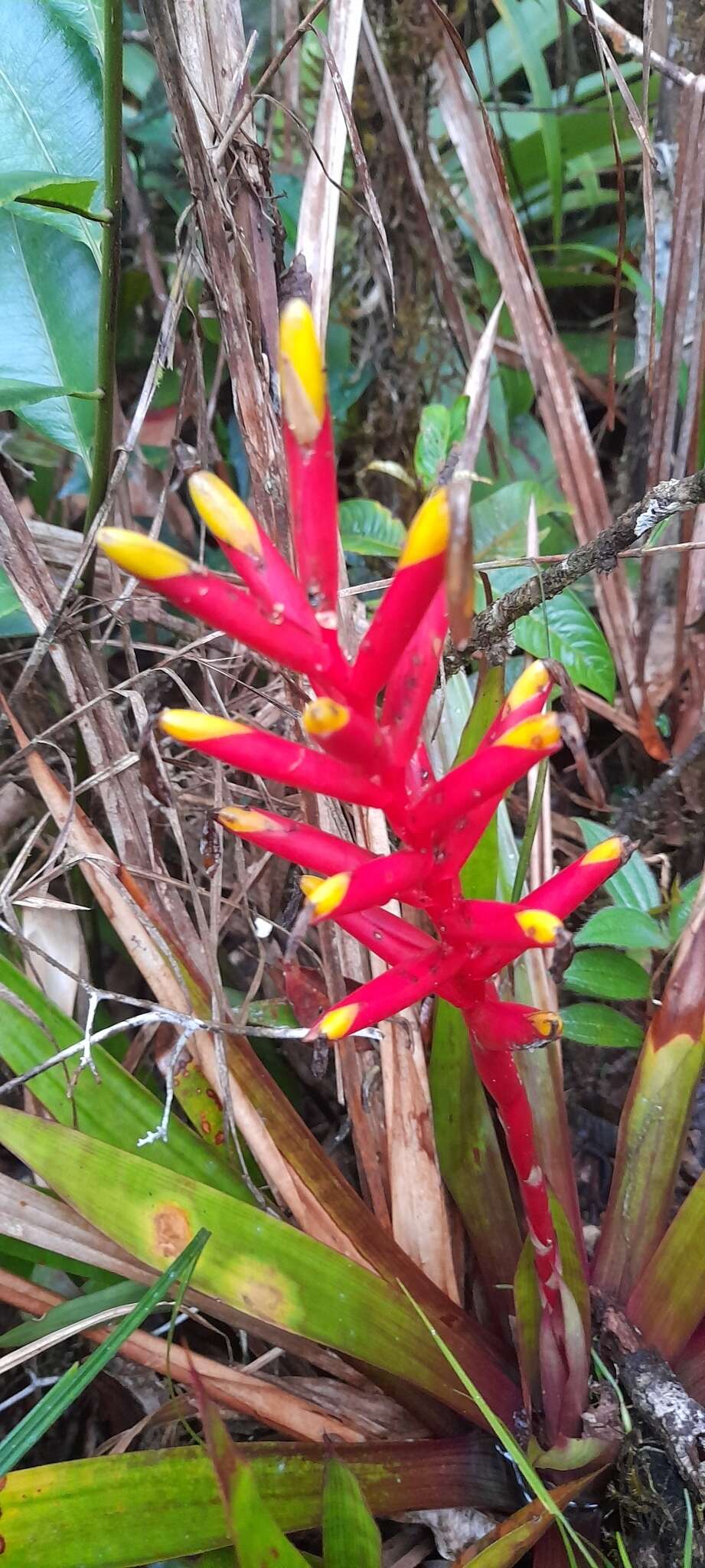 Image of Guzmania sprucei (André) L. B. Sm.