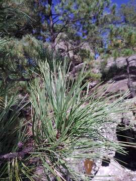 Image of Cooper's pine