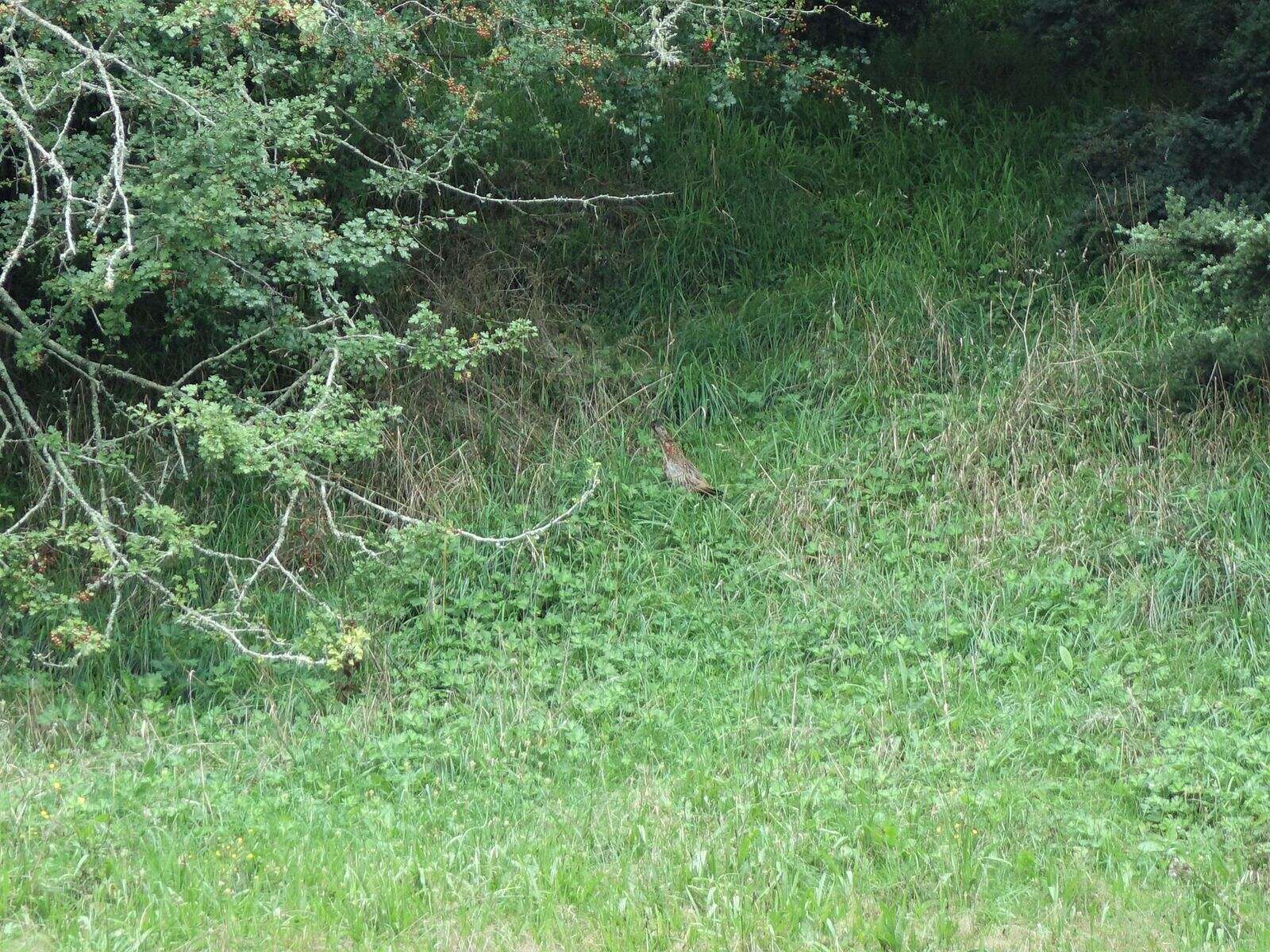 Image of Chinese Ring-necked Pheasant