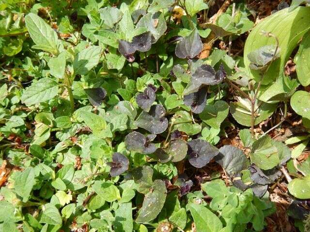 Image of common dog-violet