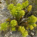 Plancia ëd Senecio bipinnatus (Thunb.) Less.