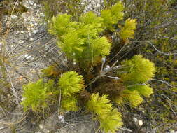 Plancia ëd Senecio bipinnatus (Thunb.) Less.