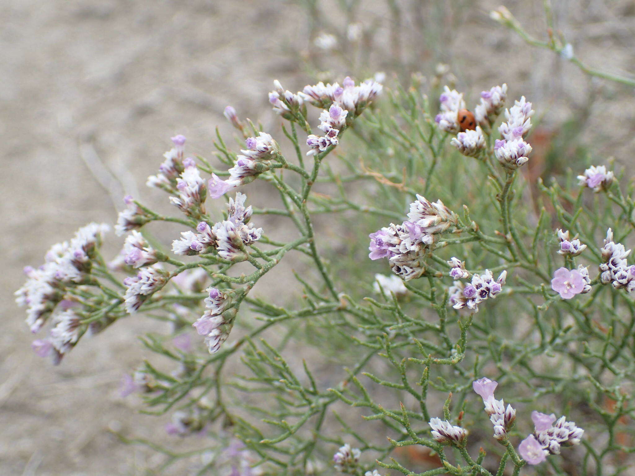 Image of Limonium bellidifolium (Gouan) Dumort.