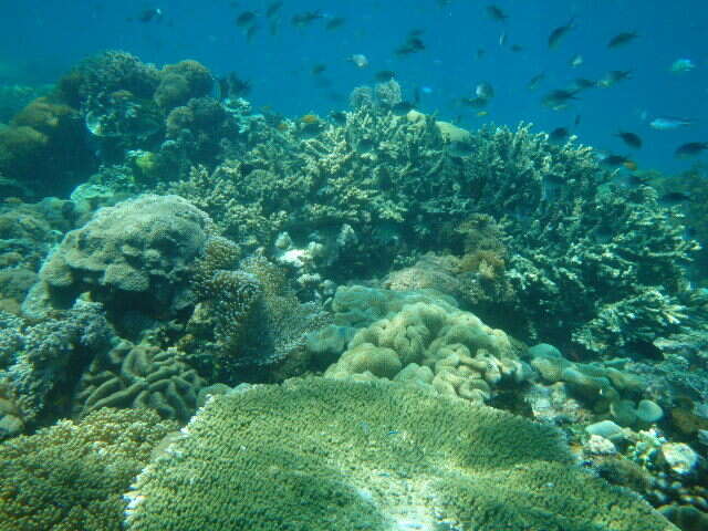 Image of Ternate chromis