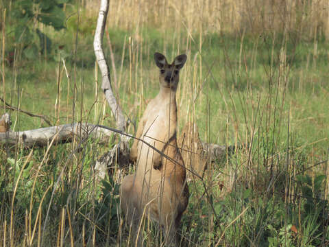 Image of Antilopine Kangaroo