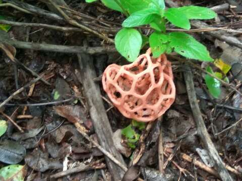 Imagem de <i>Clathrus natalensis</i>