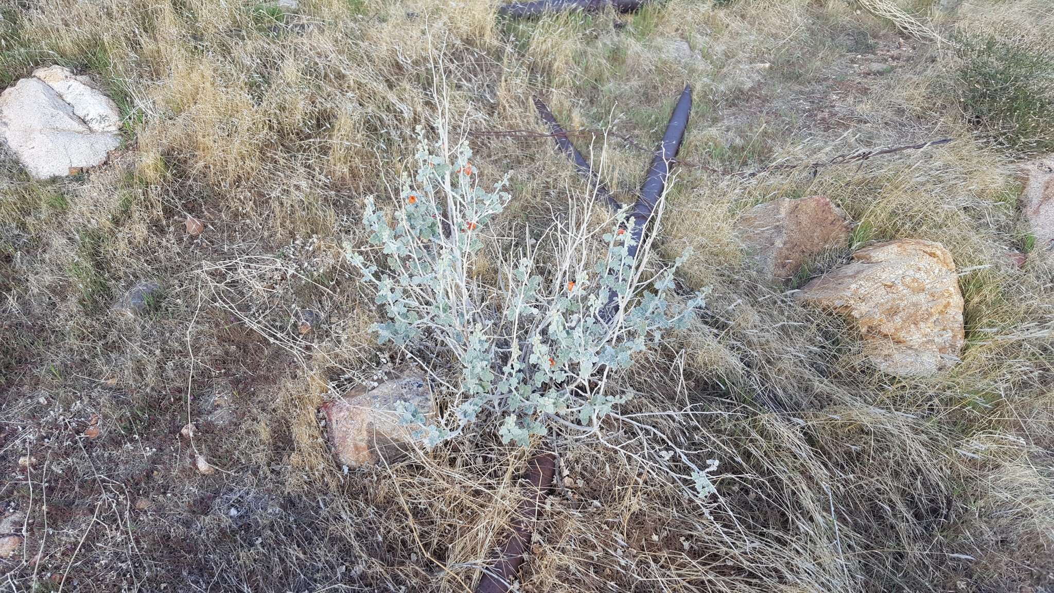 Image of desert globemallow