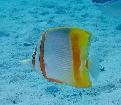 Image of Margined Coralfish