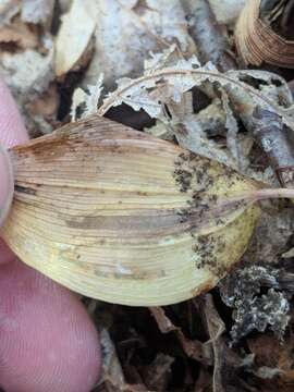 Image of Liriomyza smilacinae Spencer 1969