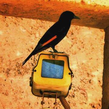 Image of Arabian Chestnut-winged Starling