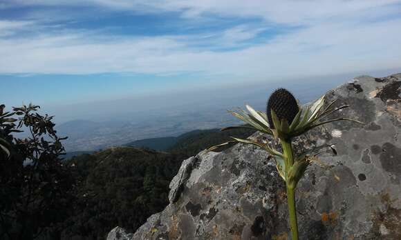 Image of Eryngium proteiflorum Delar.