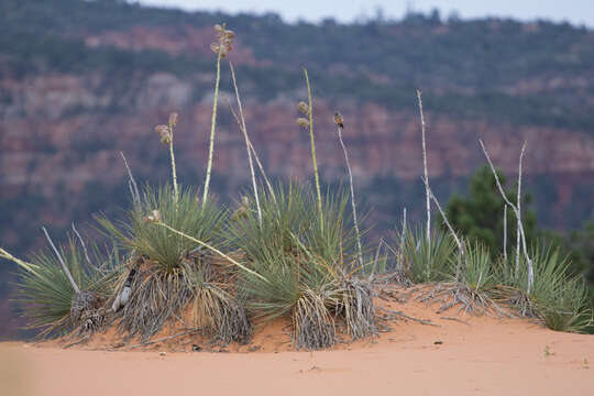 Image de Yucca angustissima var. kanabensis (McKelvey) Reveal