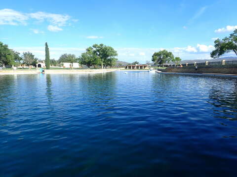 Image of Comanche Springs Pupfish